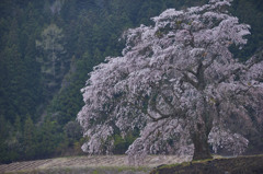 上発地の枝垂桜その１
