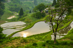 brilliant green