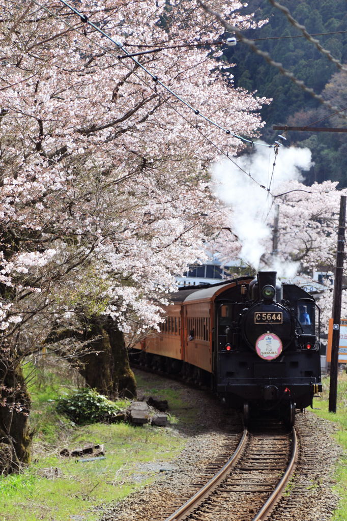 大井川鐵道～桜ＳＬ～その8
