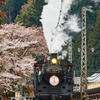 大井川鐵道～桜ＳＬ～その6