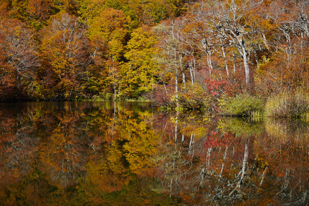 鎌池の紅葉　その４