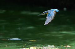 夏のカワセミ編　その3