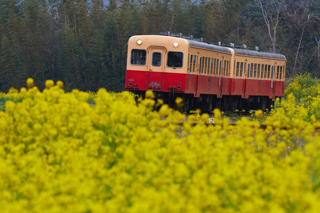 小湊鉄道2016　春　その１