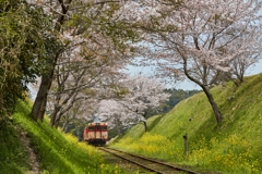 桜といすみ鉄道その１２