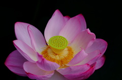 OPEN THE LOTUS