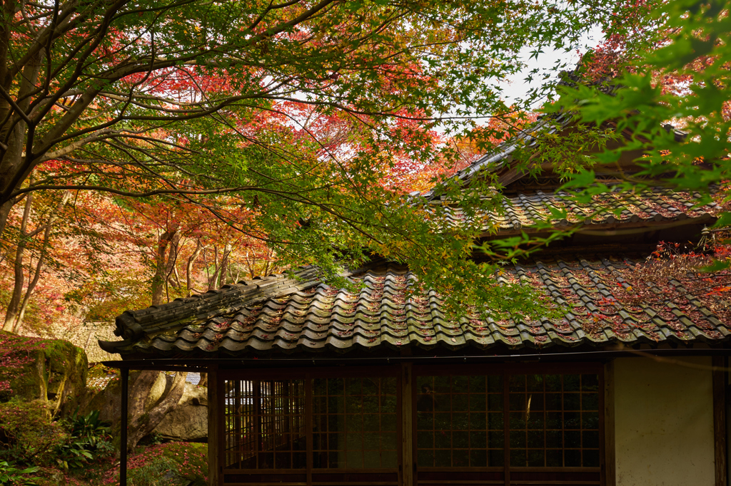 2015秋　京都　その4