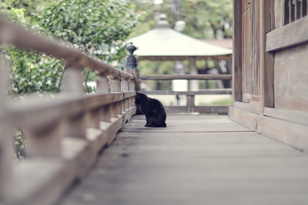 猫歩きな休日　その6