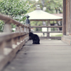 猫歩きな休日　その6