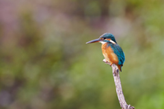 Kingfisher 
