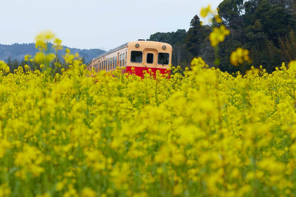 小湊鉄道2016　春　その2