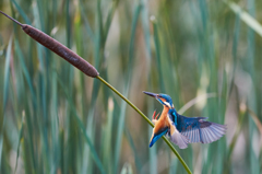 LANDING KINGFISHER