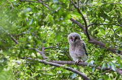 Children's Owl