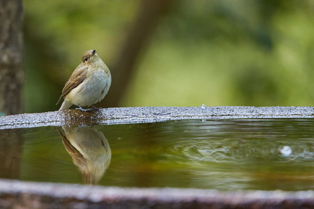 水場に行こう　その１