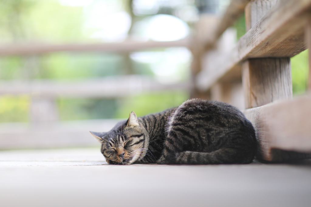 猫歩きな休日　その3