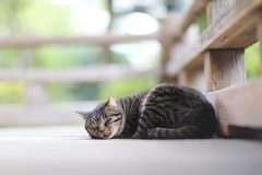 猫歩きな休日　その3