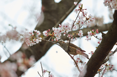 桜ヒヨ