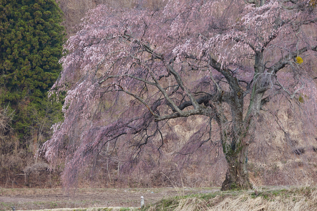 桜への祈り