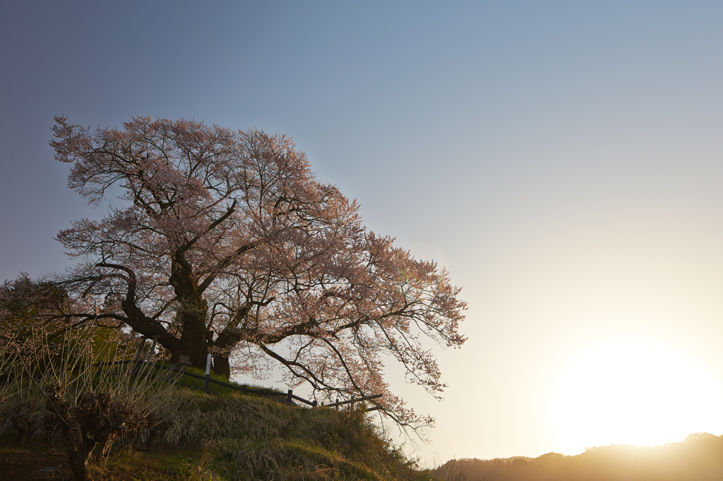 桜の目覚め