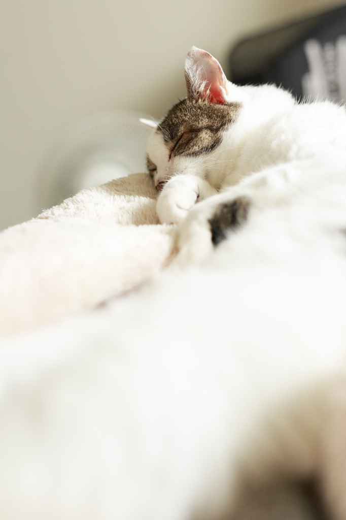 まどろみの朝