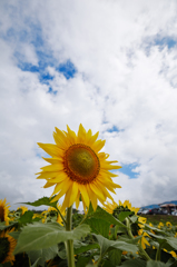 来年こそは・・