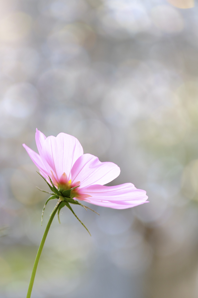 花一輪