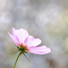 花一輪