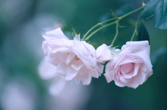 2016　春薔薇その4