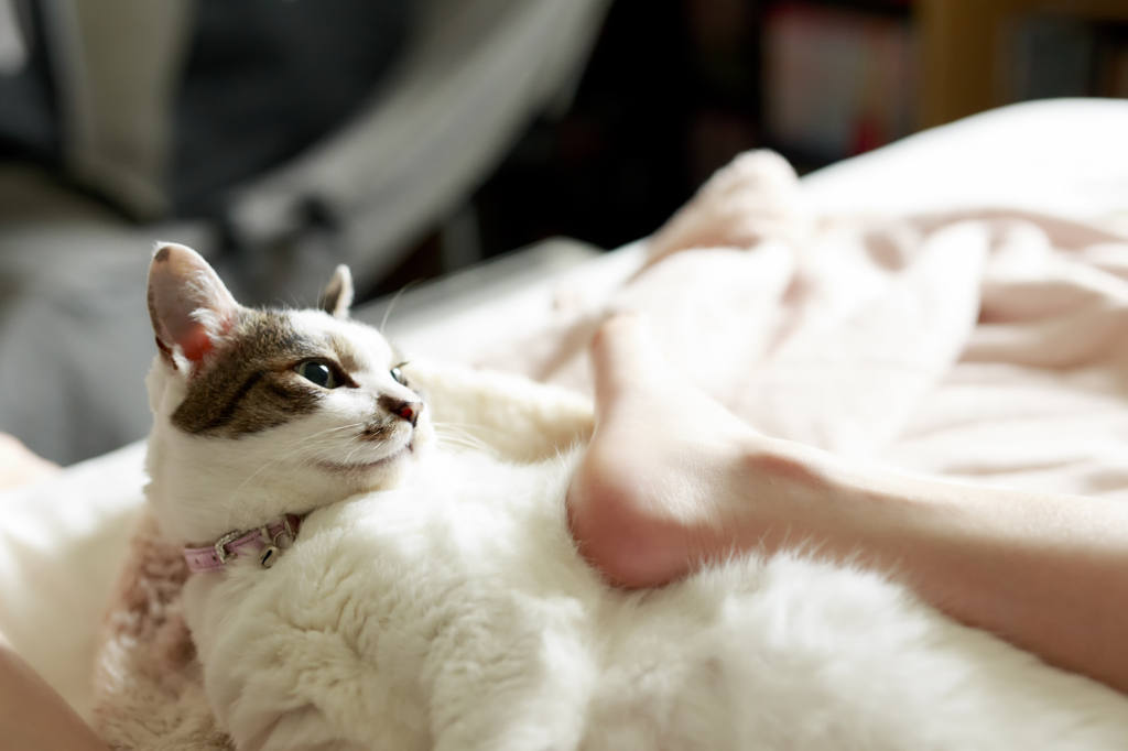 何すんじゃこりゃー