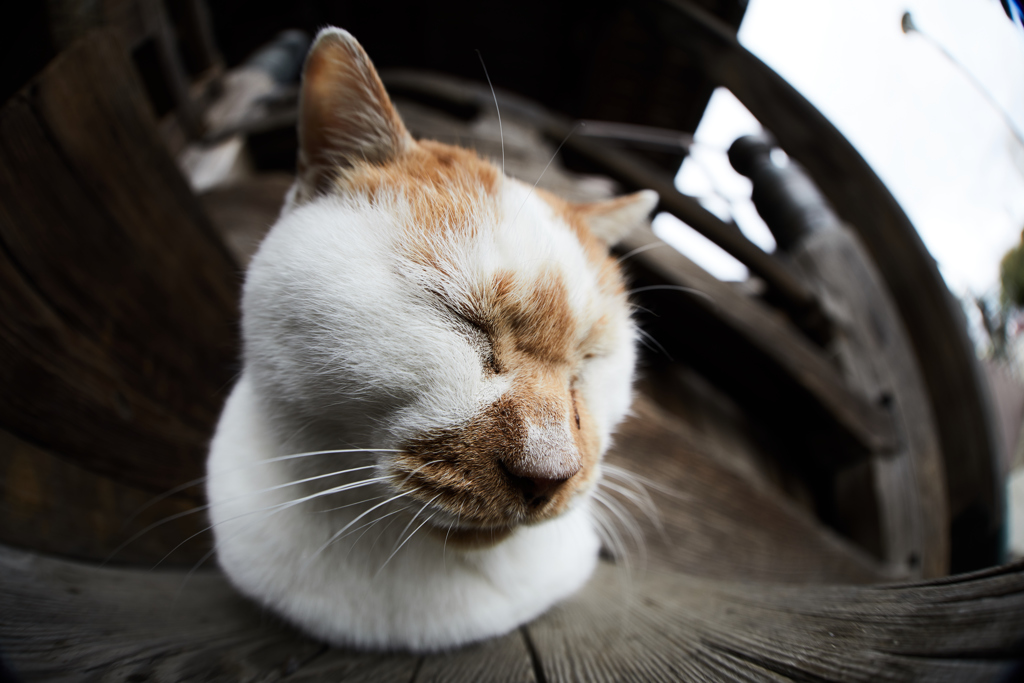 猫歩きな休日　その１