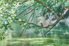 夏のカワセミ編　その10