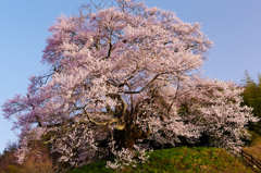 爛漫