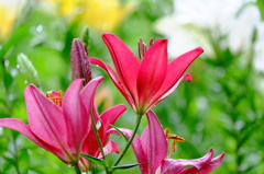 Lily