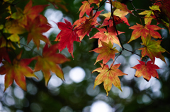 紅葉真っ盛り