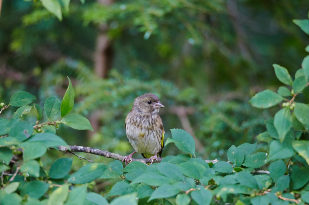 SP150-600mm
