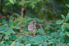 SP150-600mm
