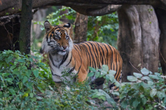 上野動物園その4