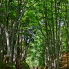 GREEN ROAD