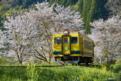 桜といすみ鉄道その2