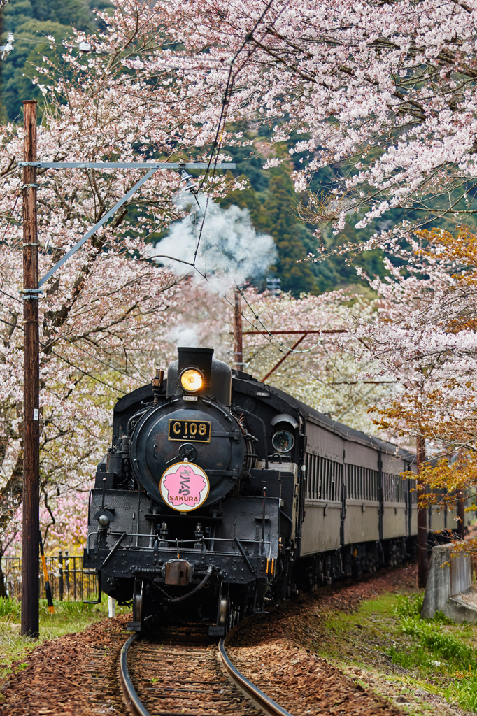 大井川鐵道～桜ＳＬ～その10