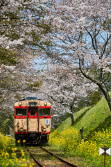 桜といすみ鉄道その4
