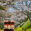 桜といすみ鉄道その4