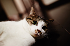 我が家の猫
