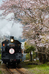 大井川鐵道～桜ＳＬ～その9
