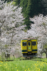 桜といすみ鉄道その3