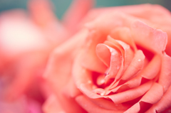 2016　春薔薇その2