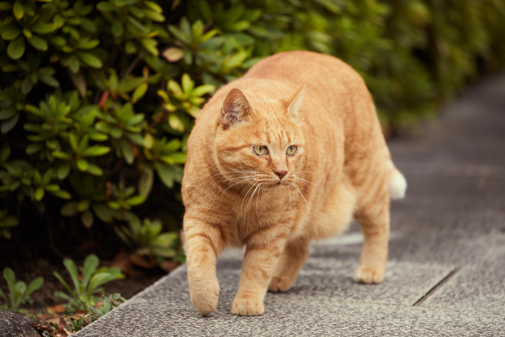 のそり・・・