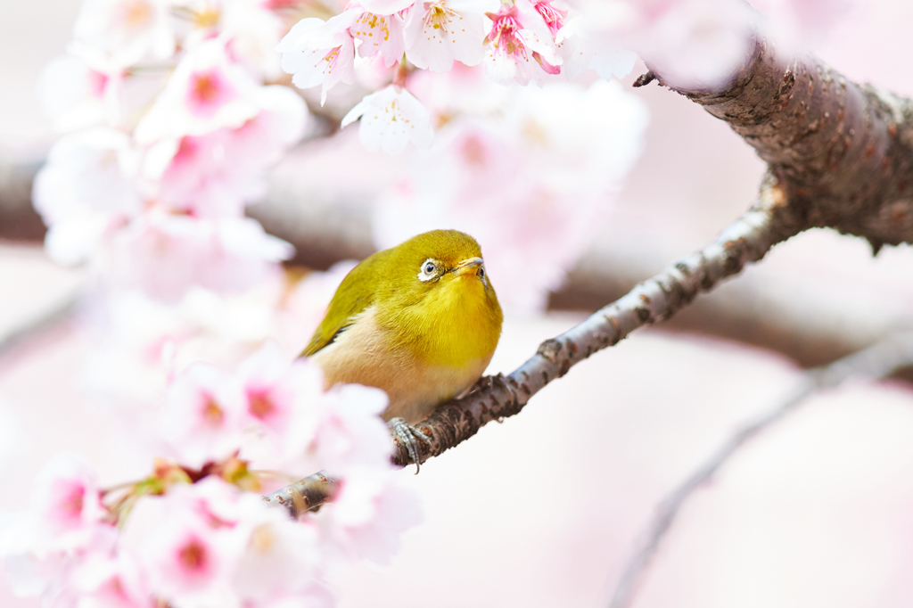 さくらとメジロその5