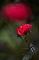 秋薔薇