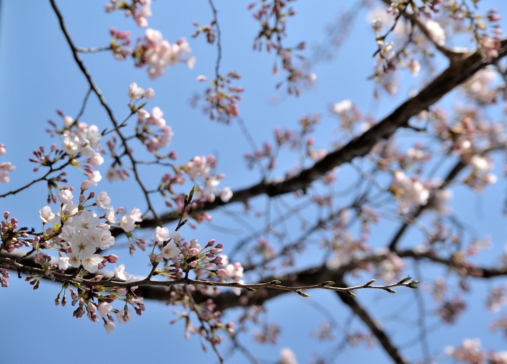桜