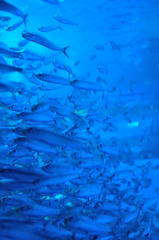 魚の群れ